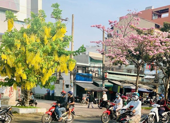 Kèn hồng và những mùa hoa rực rỡ ở TP.HCM - ảnh 13