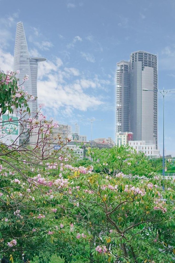 Kèn hồng và những mùa hoa rực rỡ ở TP.HCM - ảnh 1