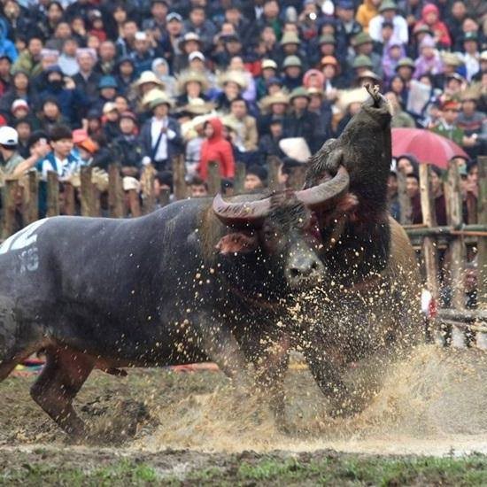 Lễ hội chọi trâu Hải Lựu được cho là do tướng nước Nam Việt nào khởi xưởng?