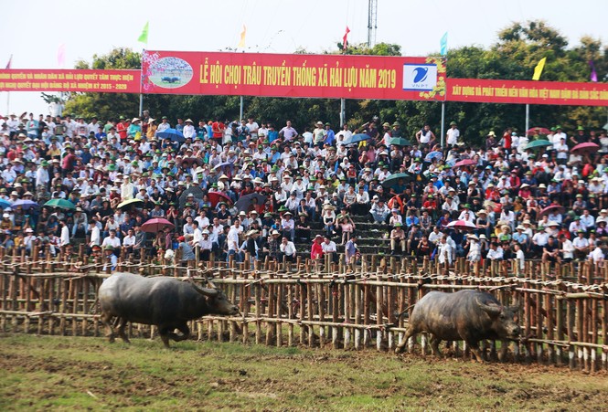 Lễ hội chọi trâu Hải Lựu 2019 có bao nhiêu cặp đấu?