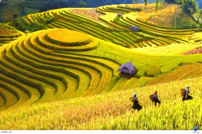 Cánh đồng Mường Thanh ở Điện Biên rộng bao nhiêu ha?