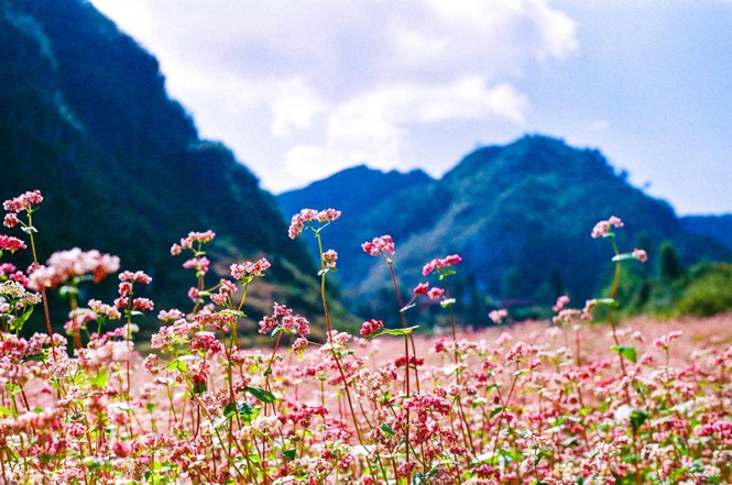 Tên loài hoa nổi tiếng của Hà Giang?