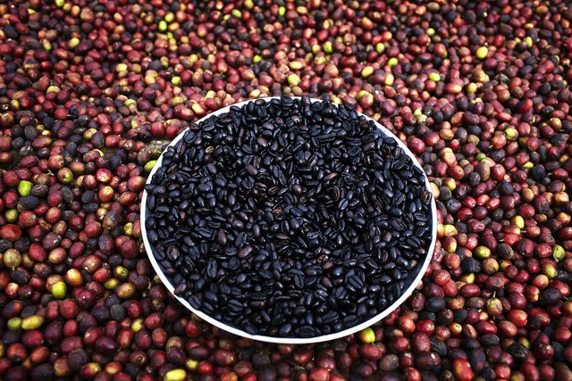Tỉnh nào sau đây của Ethiopia chính là vùng đất khởi nguyên của cây cà phê?