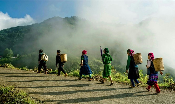 Săn đại lão trà trên đỉnh Tây Côn Lĩnh - ảnh 1