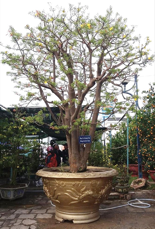 Cây mai cổ thụ chơi Tết giá 3 tỷ đồng ở Đà Nẵng - ảnh 1