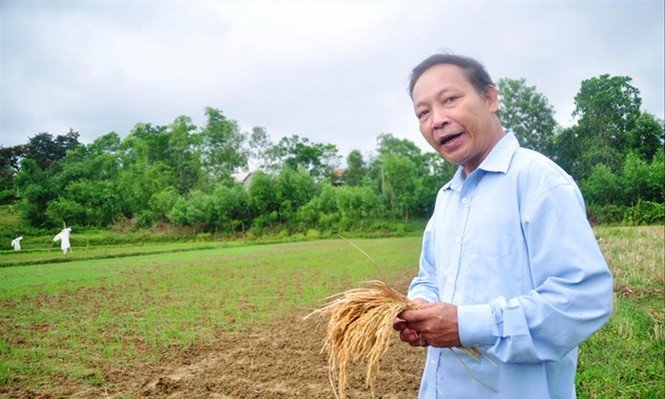 Đưa tỏi Nhật vào trồng ở Lý Sơn, vì sao? - ảnh 1