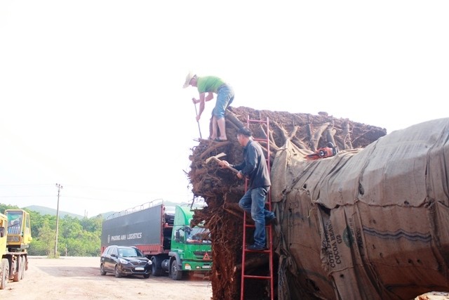 Cưa cắt, hạ tải cổ thụ 'kỳ quái' sau khi chủ mua nhận lại cây - ảnh 1