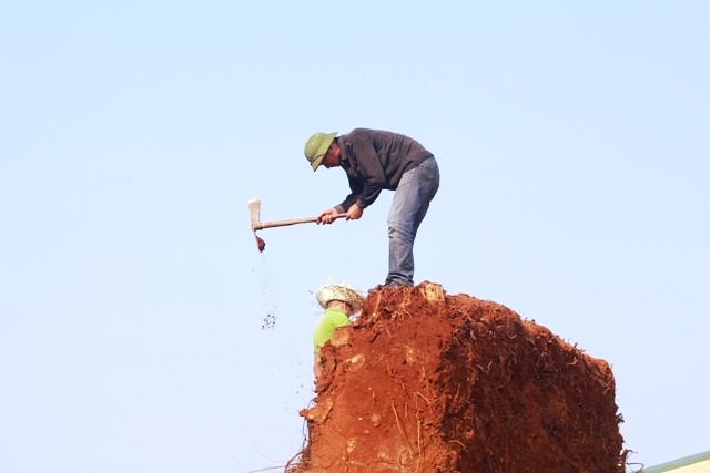 Cưa cắt, hạ tải cổ thụ 'kỳ quái' sau khi chủ mua nhận lại cây - ảnh 2