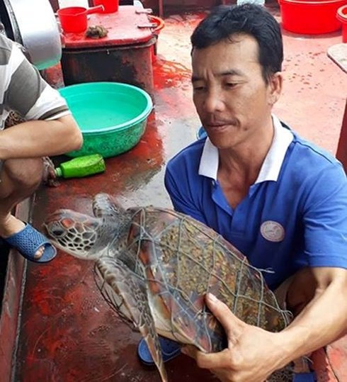 Phát hiện rùa biển quý hiếm dính lưới, trên mai có nhiều 'hoa văn' lạ - ảnh 1