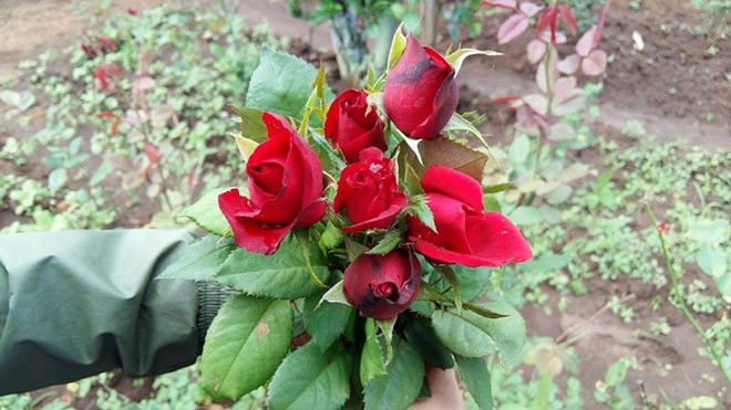 Hoa hồng khan hiếm, giá tăng vọt trước Valentine - ảnh 1