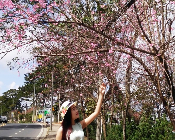 Mai anh đào xuất xứ ở đâu mà bất ngờ nở rực hồng phố núi Đà Lạt - ảnh 1