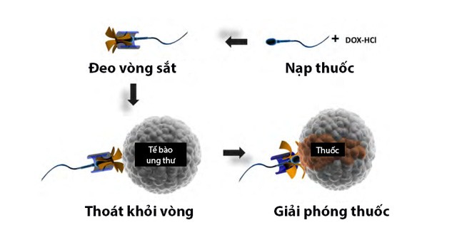 Trị dứt điểm ung thư: “Tinh trùng” có thể là câu trả lời - ảnh 1