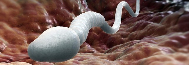 Trị dứt điểm ung thư: “Tinh trùng” có thể là câu trả lời - ảnh 2