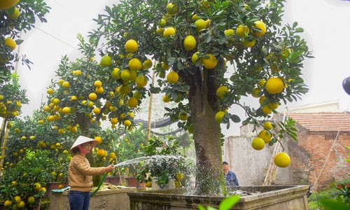 Những cây cảnh tiền tỷ cho Tết Mậu Tuất - ảnh 1
