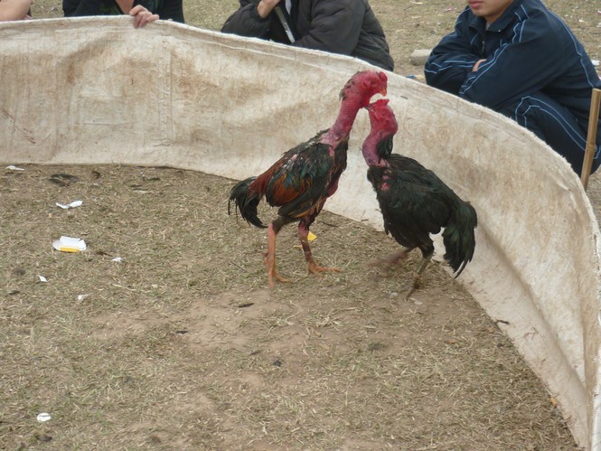 Dồn