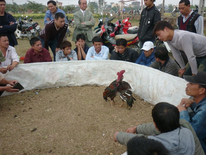 Chăm chú xem những