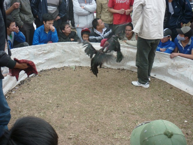 Đôi gà chọi