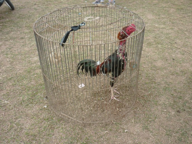 Chờ xuất trận