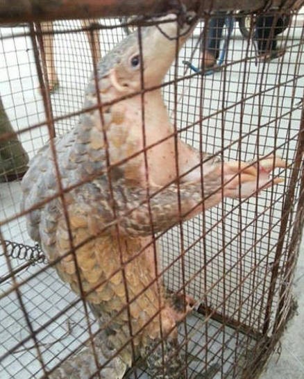 Bị công an ‘sờ gáy’ vì khoe ảnh ăn thịt tê tê trên mạng - ảnh 4