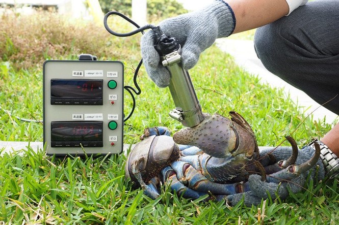 Loài cua ‘khổng lồ’ có càng kẹp mạnh hơn sư tử cắn - ảnh 1