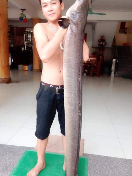 Bắt được cá Lệch khủng nặng 18kg, dài gần 2m ở Nghệ An - ảnh 1