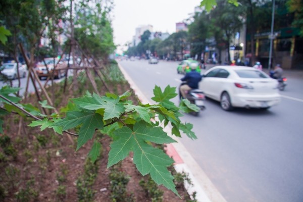 Lá phong phủ xanh khắp phố phường Hà Nội - ảnh 10