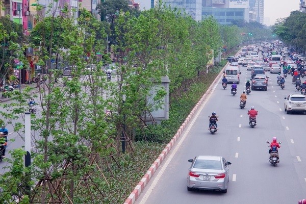 Lá phong phủ xanh khắp phố phường Hà Nội - ảnh 1
