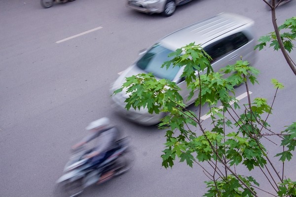 Lá phong phủ xanh khắp phố phường Hà Nội - ảnh 2