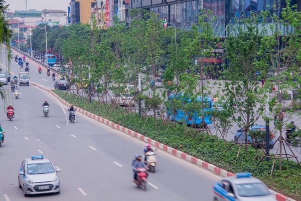 Lá phong phủ xanh khắp phố phường Hà Nội - ảnh 6