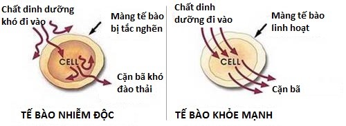 Thải độc tế bào – Sự kỳ diệu của tạo hoá - ảnh 2