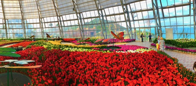 Ra mắt lễ hội Tulip lớn nhất Việt Nam tại Vinpearl Nha Trang - ảnh 2