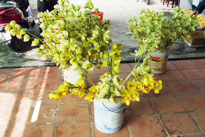 Hoa lan rớt giá vì nở sớm trước Tết cả tháng - ảnh 1