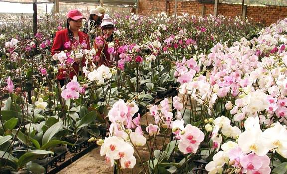 Hoa lan rớt giá vì nở sớm trước Tết cả tháng - ảnh 3
