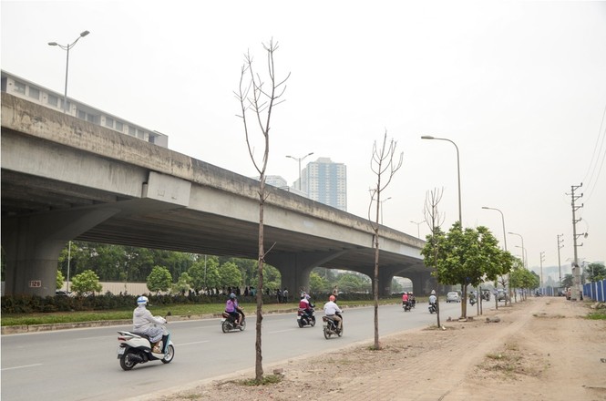 Thêm hàng loạt cây xanh trên đường Hà Nội trụi lá, chết khô - ảnh 1
