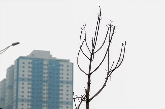 Thêm hàng loạt cây xanh trên đường Hà Nội trụi lá, chết khô - ảnh 11
