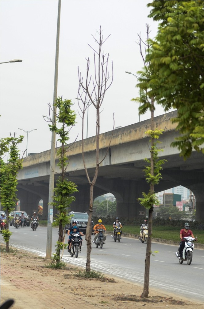 Thêm hàng loạt cây xanh trên đường Hà Nội trụi lá, chết khô - ảnh 6