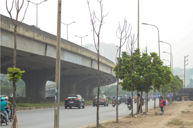 Thêm hàng loạt cây xanh trên đường Hà Nội trụi lá, chết khô - ảnh 5