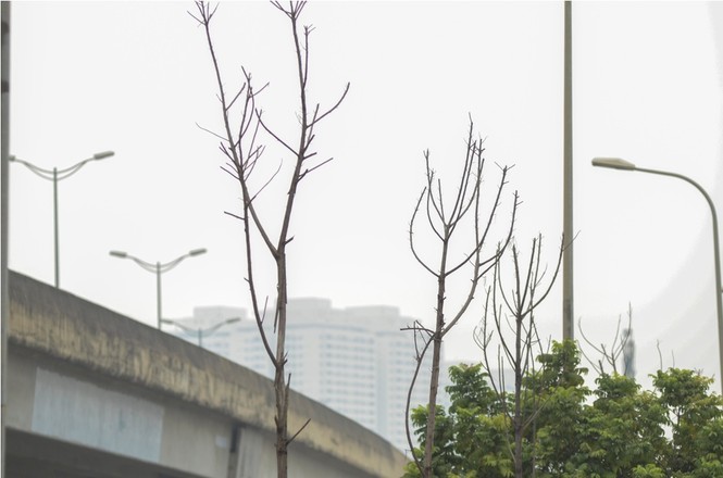 Thêm hàng loạt cây xanh trên đường Hà Nội trụi lá, chết khô - ảnh 2