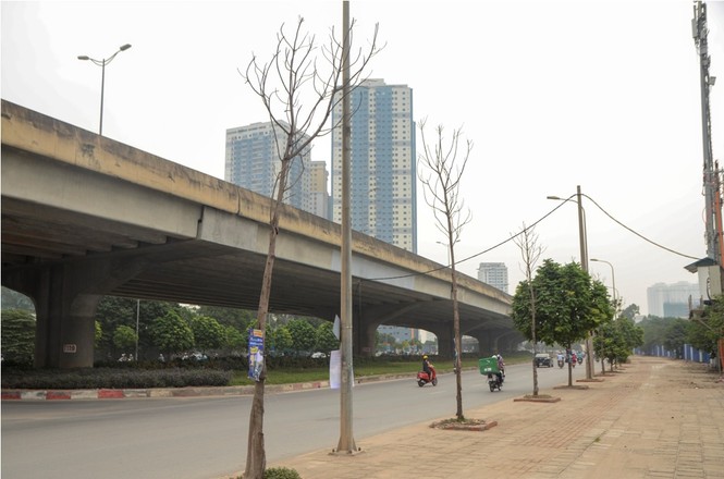 Thêm hàng loạt cây xanh trên đường Hà Nội trụi lá, chết khô - ảnh 7