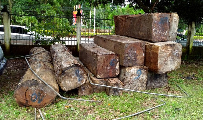 Tin mới vụ vận chuyển gỗ trái phép, lao xe vào nhà chức trách - ảnh 1