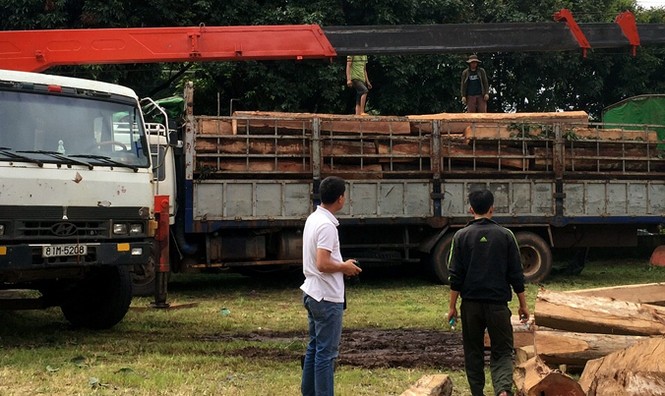 Chủ tịch Gia Lai lên tiếng vụ lâm tặc lao xe gỗ lậu vào nhà chức trách - ảnh 3