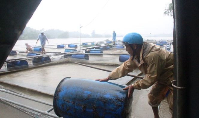 Nước lũ về đột ngột, người nuôi cá lao đao - ảnh 2