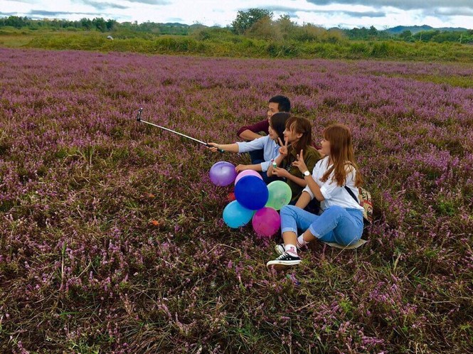 Cánh đồng hoa tím quyến rũ bên sông Krông Ana - ảnh 2