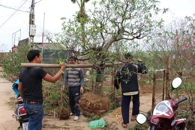 Nhật Tân tất bật trồng lại đào sau Tết - ảnh 3