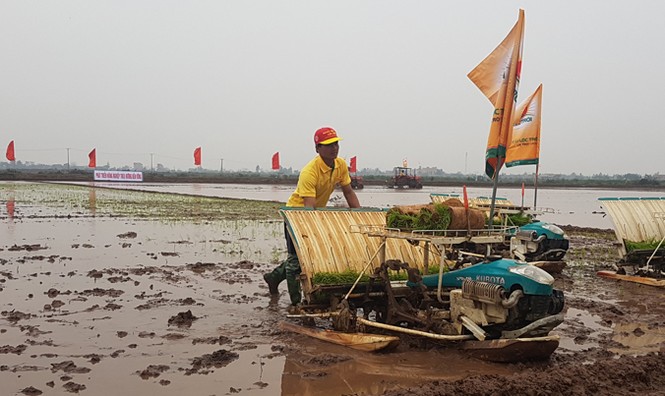 Xuống đồng cùng 'Hạt ngọc trời' - ảnh 3