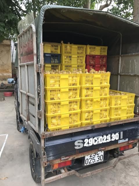 Bắt hàng vạn gia cầm giống nhập lậu từ Trung Quốc - ảnh 1