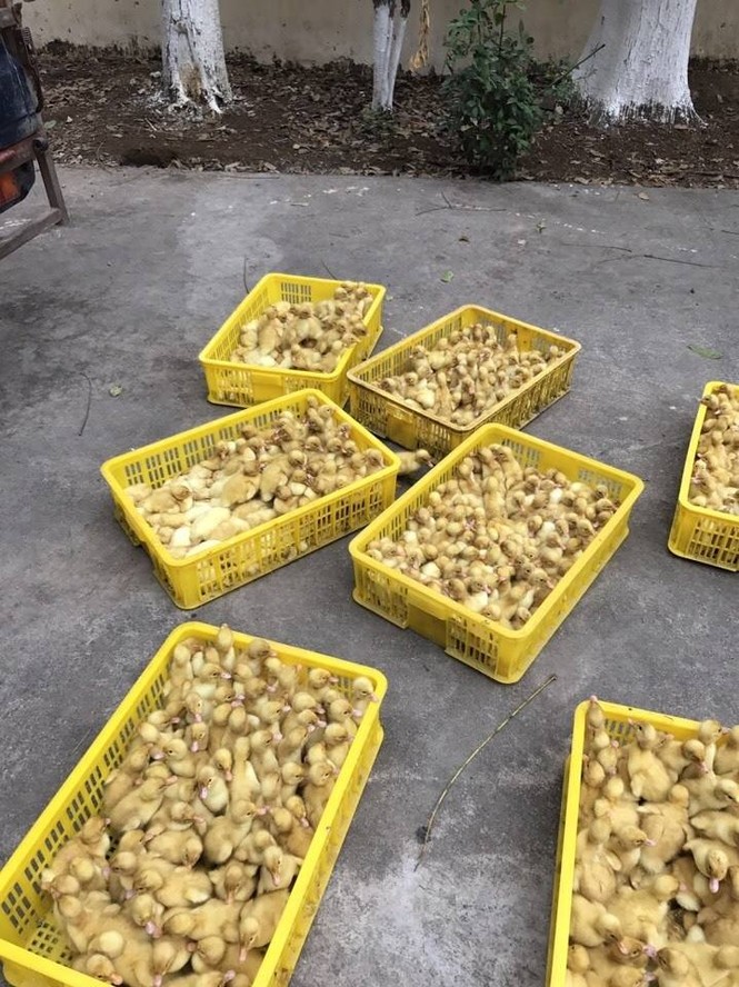 Bắt hàng vạn gia cầm giống nhập lậu từ Trung Quốc - ảnh 2
