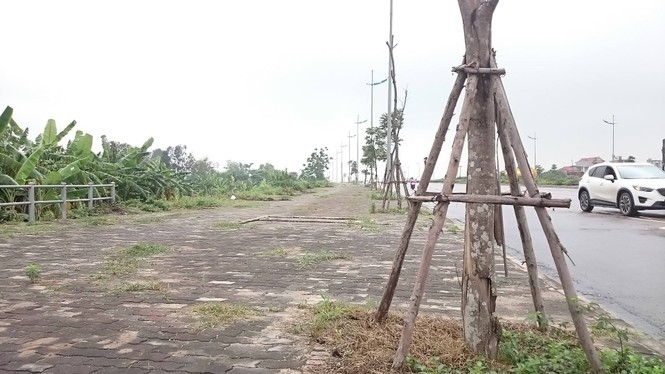 cây xanh chết, trồng lại chết, đông trù, lý sơn - ảnh 6