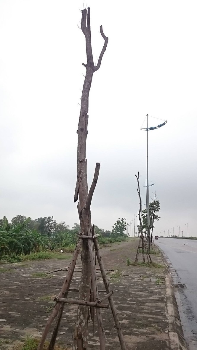 cây xanh chết, trồng lại chết, đông trù, lý sơn - ảnh 4