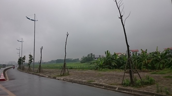 cây xanh chết, trồng lại chết, đông trù, lý sơn - ảnh 9